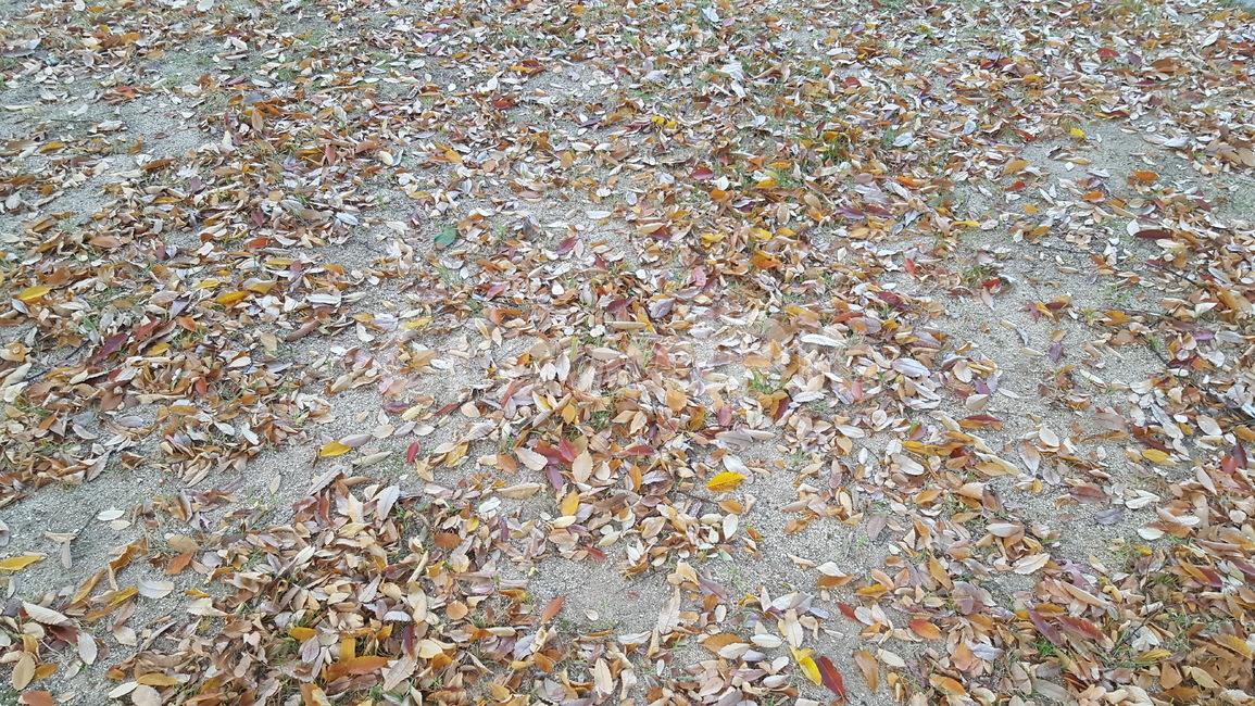 자연,나뭇잎,단풍,낙엽,배경,가을,계절,fall,autumn,season,ground,바닥,paper,종이,confetti,색종이 조각