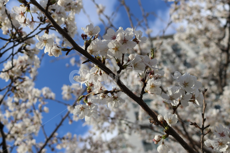 꽃,풍경,색감,시원함,청량함,부드러움,봄,계절,spring,season,식물,자연,plants,nature,꽃,flower,plant,blossom