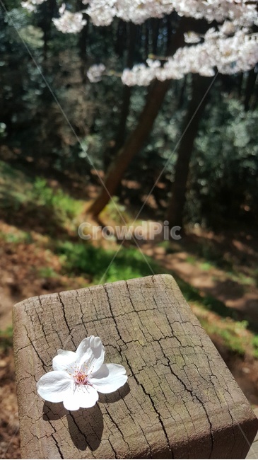 벚꽃,봄,꽃잎,설레임,꽃,꽃바람,봄,계절,spring,season,꽃,flower
