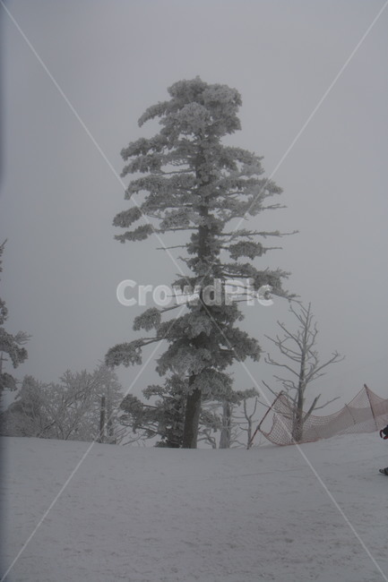 눈,눈꽃,tree,나무,plant,식물,겨울,계절,winter,season,자연,풍경,nature,landscape,fir,전나무