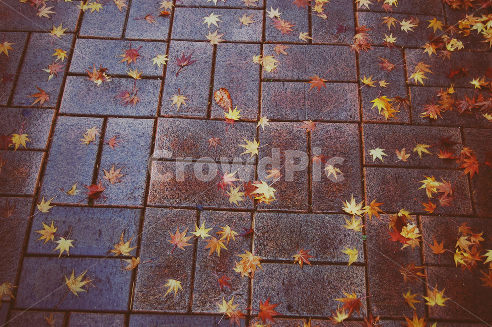 단풍,길,가을,쓸쓸,단풍잎,가을,계절,fall,autumn,season,plant,식물,leaf,잎