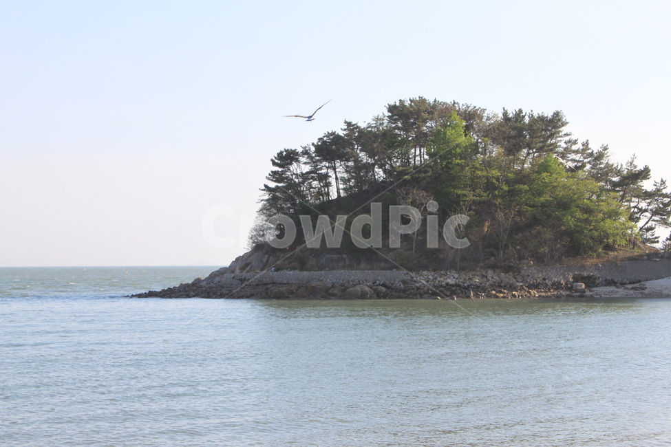 바다,섬,갈매기,서해,작은섬,seagull,islet,sea,자연,풍경,nature,landscape,동물,animal,조류,새,birds,land,땅,outdoors,옥외,shoreline,해안선,water,물,ocean,대양,coast,연안,bird