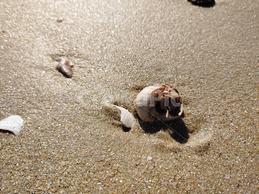 게,해변,집,모래,조개