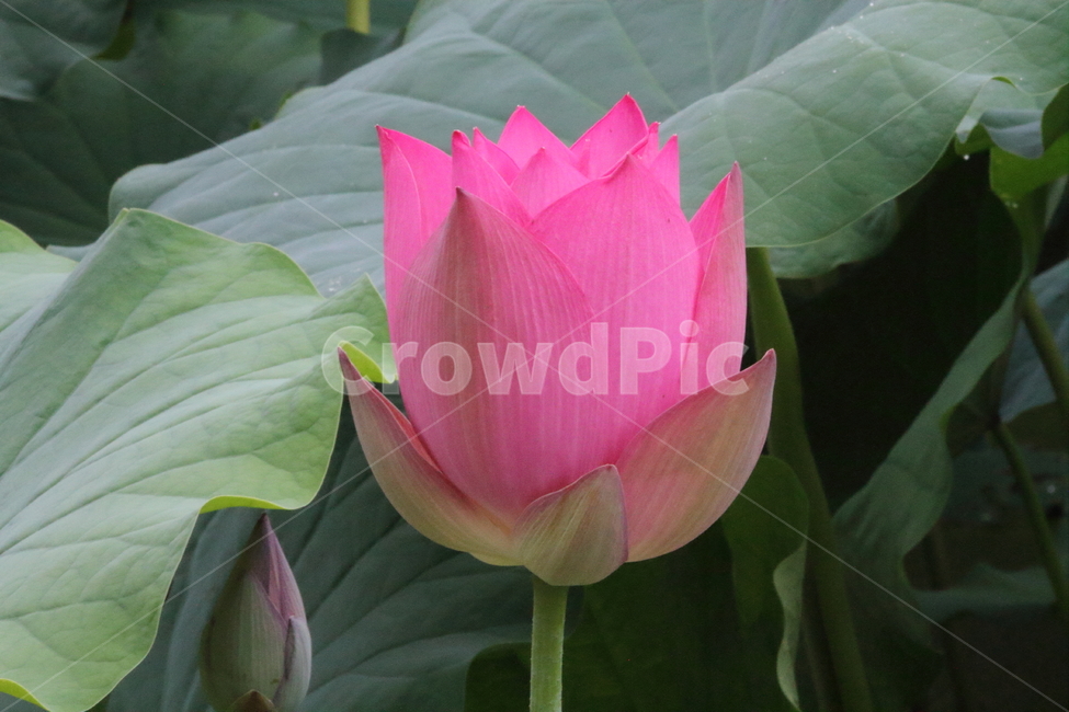 연,꽃,연꽃,식물,lotus,식물,자연,plants,nature,꽃,flower