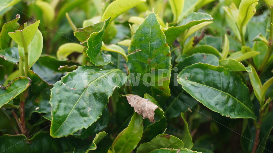 녹차잎,식물,녹차,녹차밭,상한잎,식물,자연,plants,nature