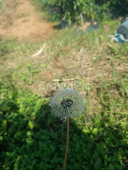 민들레,민들레씨,풀,자연,꽃