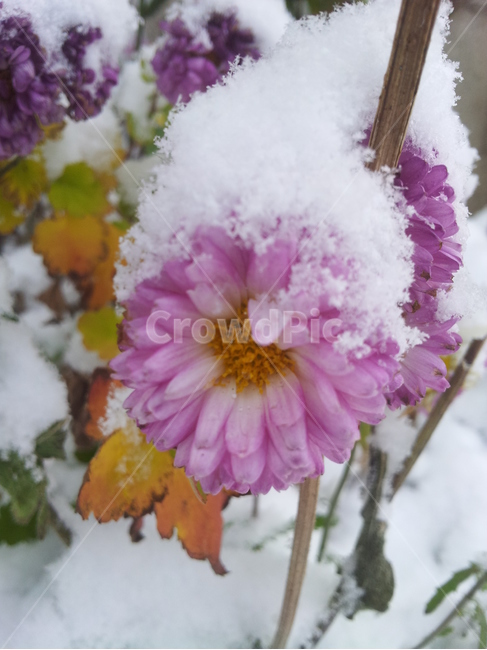 식물,꽃,국화,눈,flower,식물,자연,plants,nature,꽃,flower