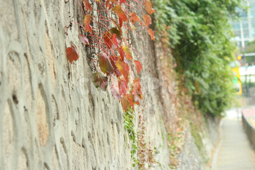 담장,단풍,경치,풍경,감성,자연,풍경,nature,landscape,plant,식물