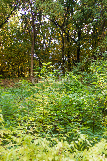 가을,autumn,자연,nature,공원,park,나들이,picnic,야외,outdoor,맑은날,day,plant,초목,식물,forest,숲,woodland,삼림지,옥외,tree,나무,작은숲,초록,green,초록색,자연,풍경,nature,landscape