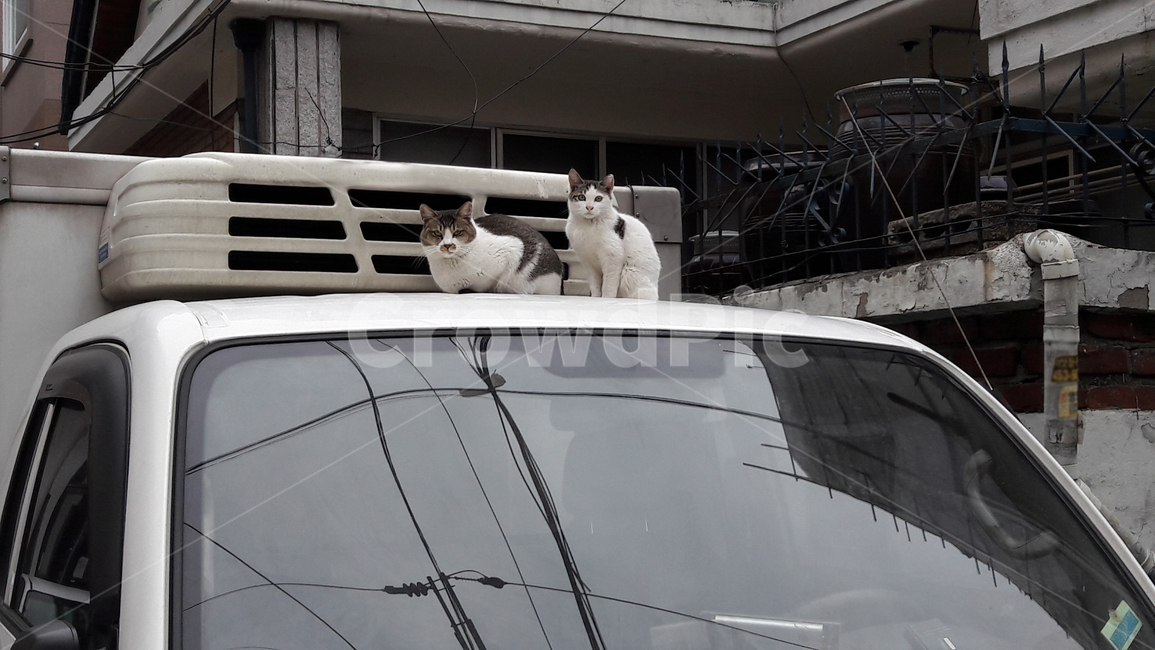 길고양이,길냥이,트럭위,동네풍경,골목풍경