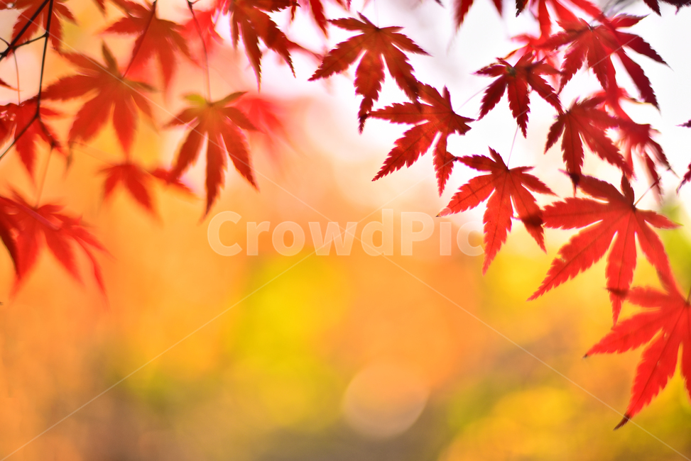 가을,단풍,단풍잎,보케,빛망울,플레어,flare,bokeh,가을분위기,가을감성,감성풍경,감성사진,느낌,필링,feeling,emotional,sensible,가을배경,계절,시즌,autumn,fall,background,maple,outdoor,야외,옥외,아웃도어,자연,배경,바탕,백그라운드,환경,tree,plant,leaf,natural,environment,forest,단풍숲,힐링,healing,잎,낙엽,빨강색,노랑색,red,yellow,colorful,칼라풀,컬러풀,오색찬란,가을,계절,fall,autumn,season,식물,나무