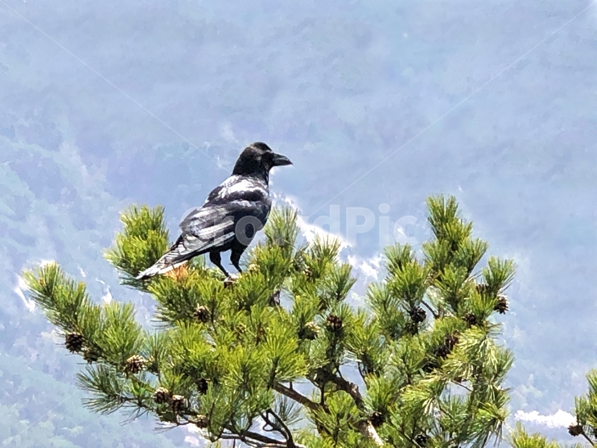 까마귀,소나무,산,배경,자연,새,수락산,crow,bird,나무,tree,식물,plant,동물,animal,pine,background