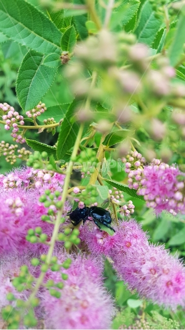 곤충,자연,꽃나무,녹색,정원,식물,자연,plants,nature,꽃,flower,동물,animal,곤충,벌레,insect,bug