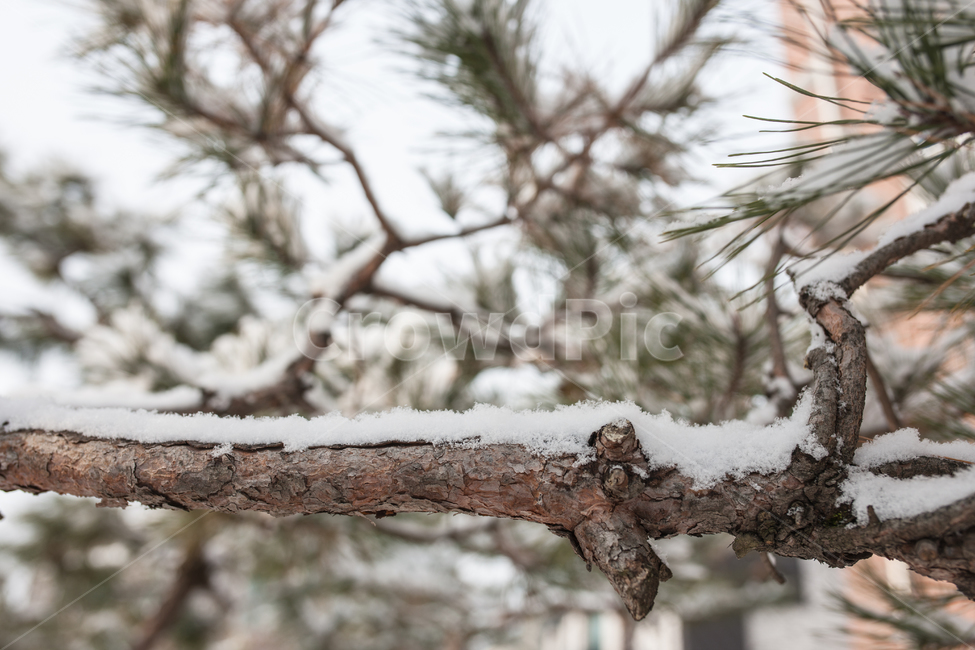 눈,나무,소나무,겨울,winter,겨울,계절,winter,season,식물,자연,plants,nature