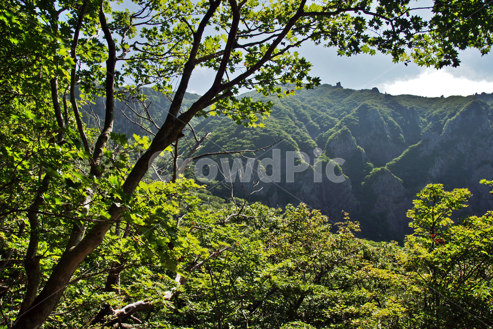 영실기암,영실,제주도,한라산,영실코스,숲,신록,계절,자연,풍경,nature,landscape,tree,나무,plant,식물,vegetation,초목,outdoors,옥외