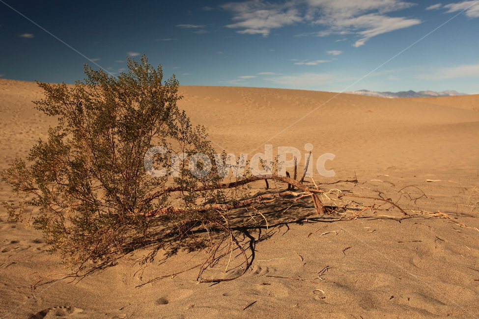 데스밸리,사막,샌드듄,sanddune,deathvalley,캘리포니아,자연,풍경,nature,landscape,soil,흙,sand,모래,outdoors,옥외,dune,모래 언덕