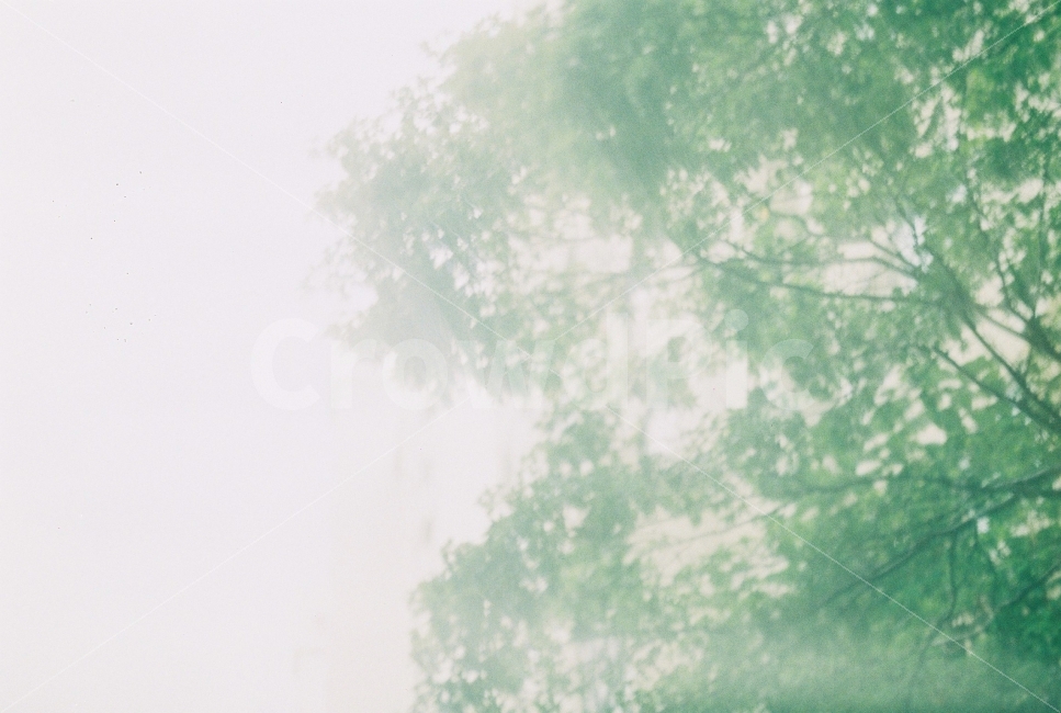 필름,감성,감성사진,나무,흐린날,식물,자연,plants,nature,나무,trees,wood,감성,sensible,feeling