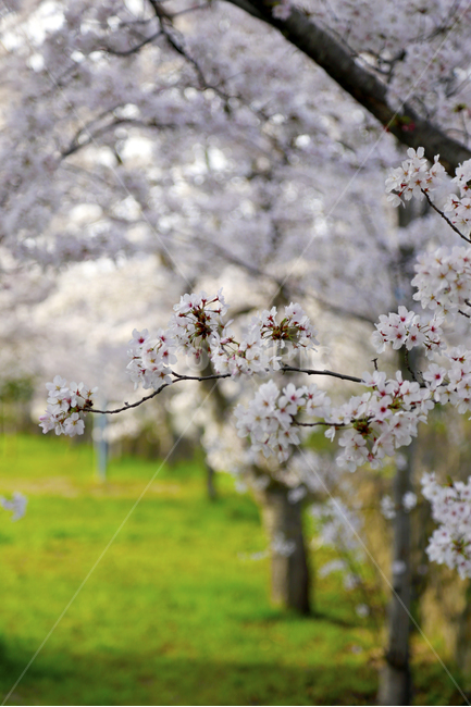 봄,벚꽃,봄꽃,봄날,spring,식물,봄,계절,spring,season,식물,자연,plants,nature,꽃,flower,plant,blossom