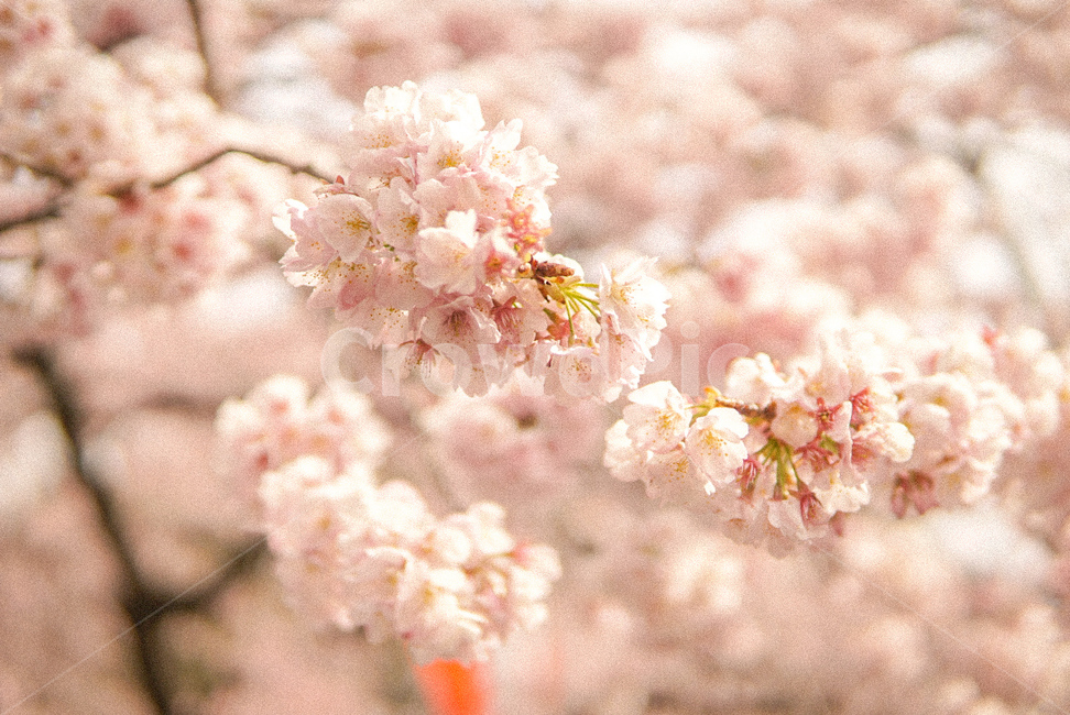 벚꽃,봄,sakura,flower,일본벚꽃,봄,계절,spring,season,식물,자연,plants,nature,꽃,flower,plant