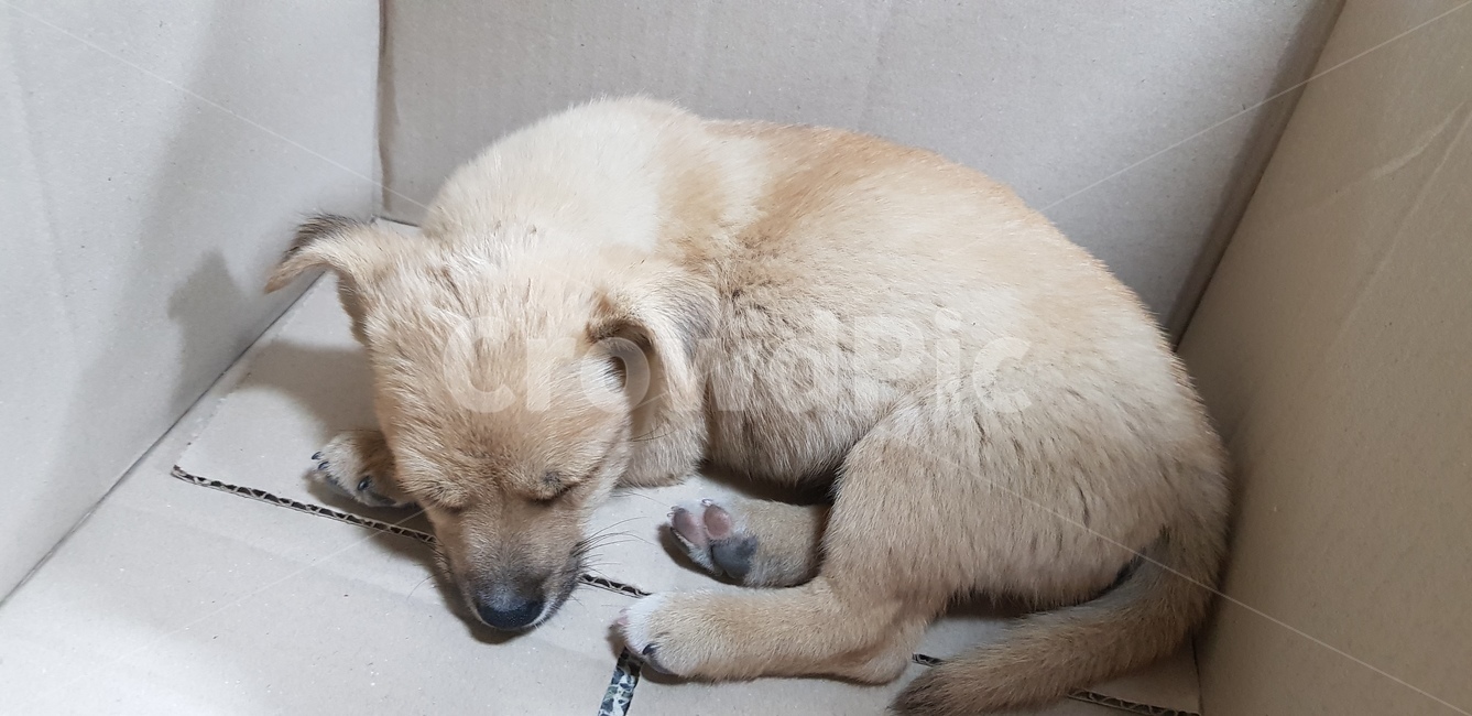 강아지,개,낮잠,떠돌이견,평온,동물,animal,포유류,mammal,개,강아지,dog,doggy