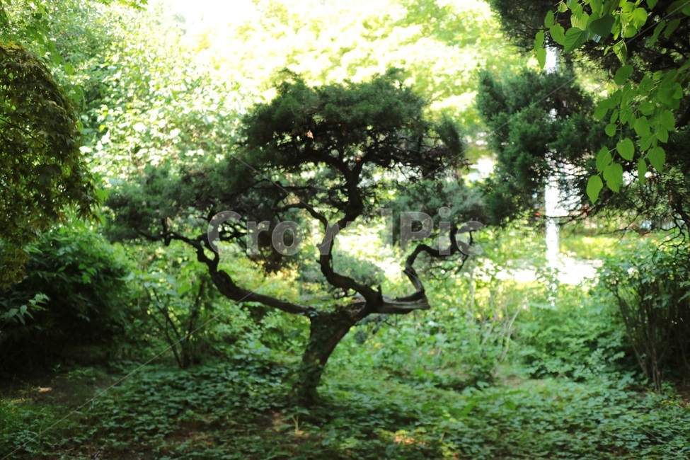 나무,tree,식물,plant,초록
