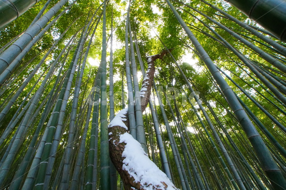 맹종죽,고창군,대나무,설경,공존,겨울,계절,winter,season,자연,풍경,nature,landscape,plant,식물,bamboo