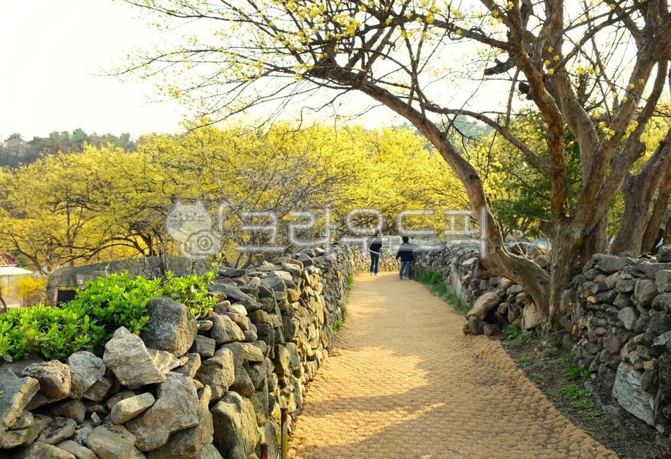 산수유,산수유축제,이천산수유마을,봄,노란,봄의전령사,꽃,식물,plant,flower,tree,산수유꽃,이천산수유축제