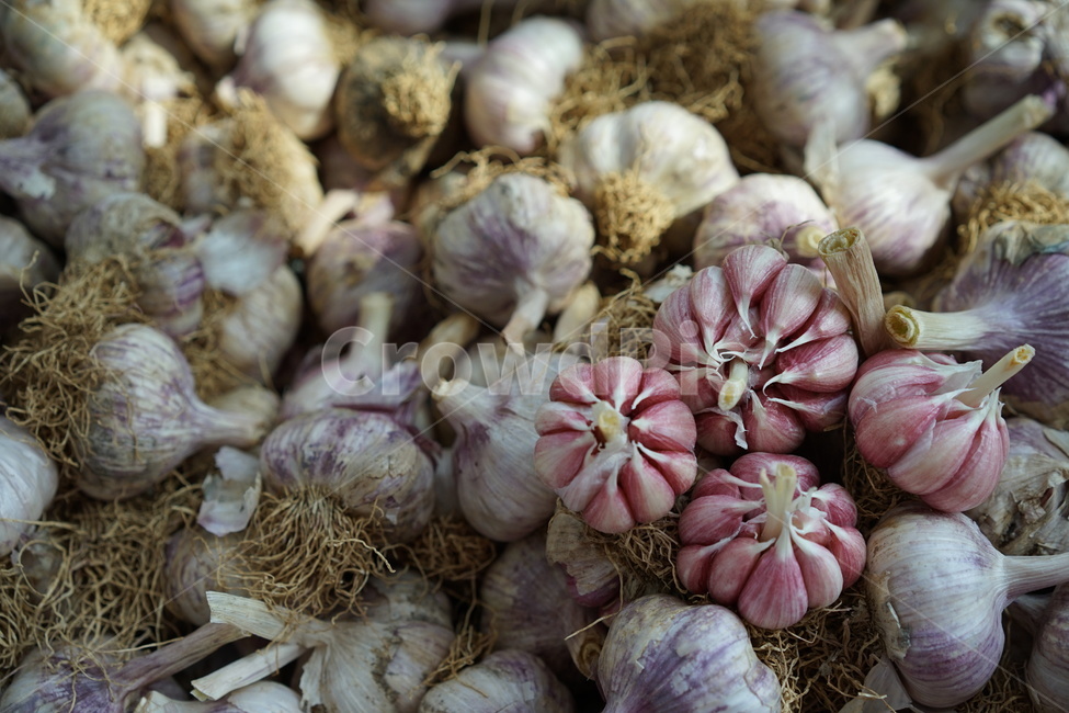 마늘,식재료,갈릭,garlic,통마늘,음식,식재료,요리,food,cook,meal,dishes,food reserves,채소,야채,vegetables