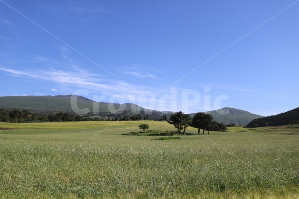 청보리,소나무,자연,제주도,청보리밭,자연,풍경,nature,landscape,제주도,jeju,jeju island,field,들,outdoors,옥외,grassland,목초지