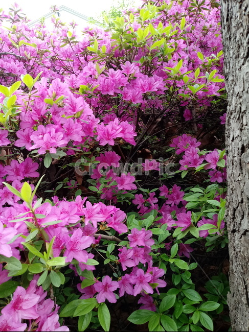철쭉,smilerosebay,진달래과,식물,봄꽃,개꽃나무,springseasonflower,척촉화,낙엽관목,관상용