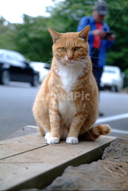 pet,애완동물,cat,고양이,동물,animal,동물,animal,포유류,mammal,고양이,cat,kitten,kitty