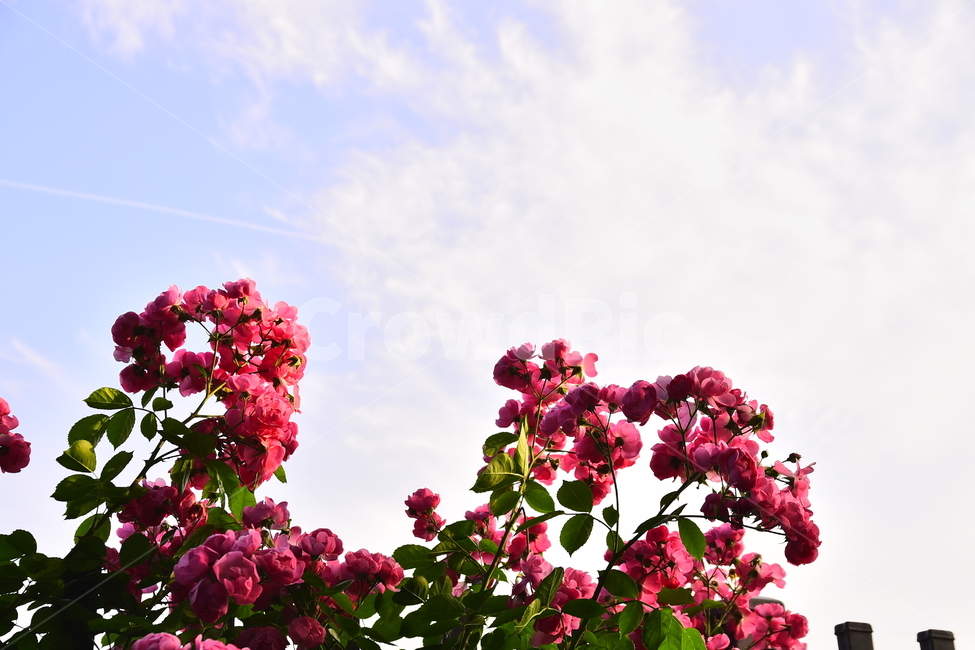 장미,장미꽃,계절,시즌,꽃,하늘,구름,5월,6월,season,rose,flowers,배경,바탕,백그라운드