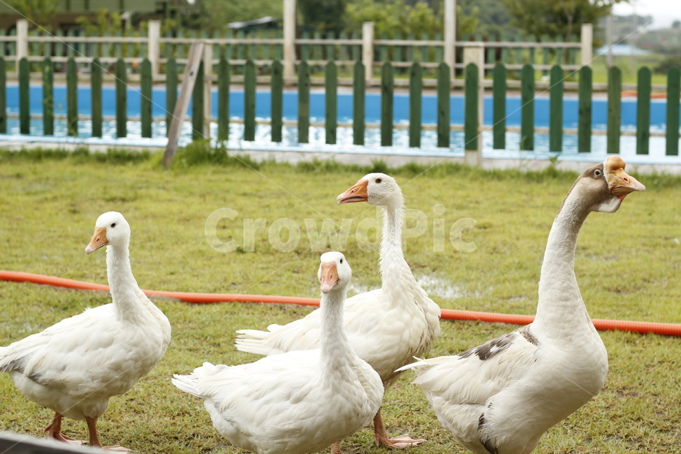 거위,동물,잔디,새,조류,동물,animal,조류,새,birds