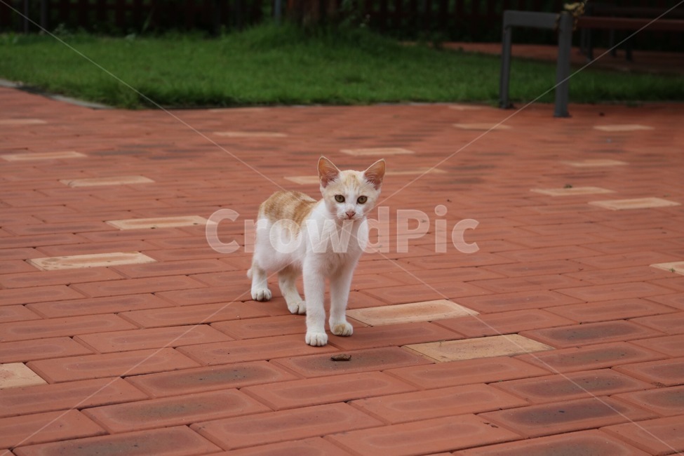 고양이,길고양이,야생,동물,초록,cat,wild,animal,green,neko,doubutsu,midori,동물,animal,포유류,mammal,고양이,cat,kitten,kitty
