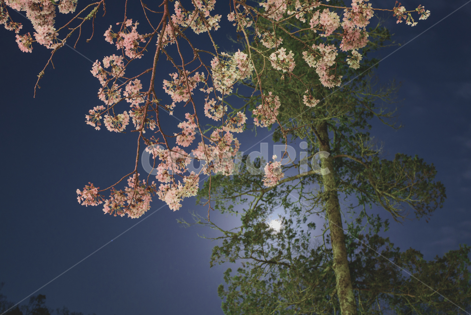 벚꽃,야경,달,자연,밤하늘,봄,봄꽃,봄,계절,spring,season,야경,밤,풍경,nightscape,night,landscape,plant,식물,cherry blossom,blossom,꽃,flower