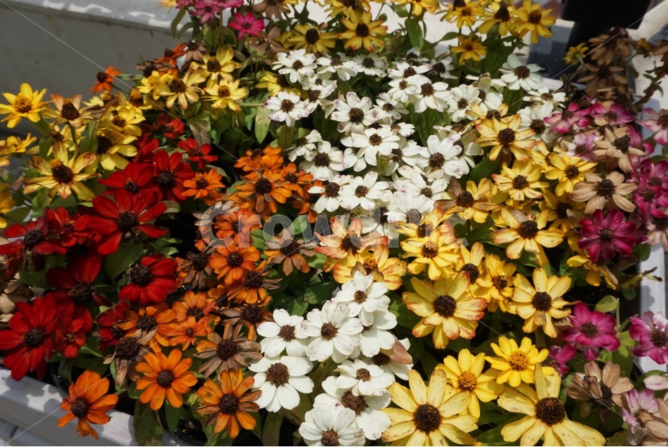 plant,식물,flower,blossom,꽃