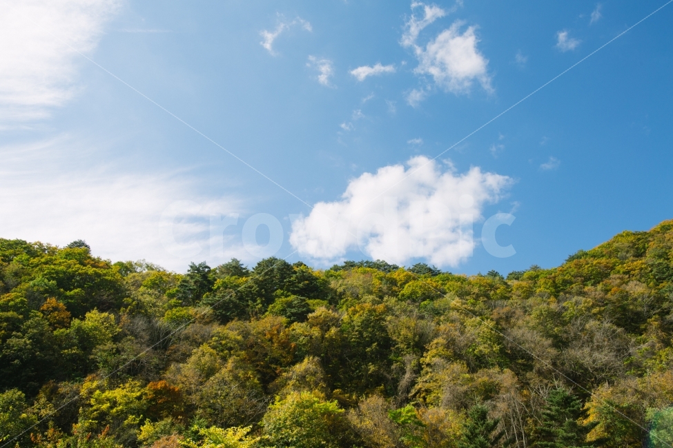 가을,하늘,단풍,구름,감성,가을,계절,fall,autumn,season,자연,풍경,nature,landscape,outdoors,옥외,weather,날씨,cumulus,적운,sky,cloud