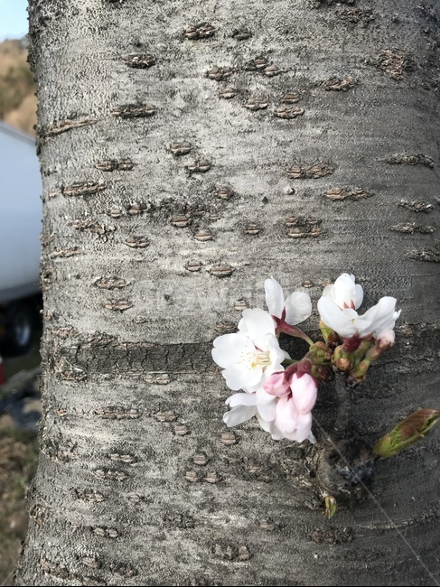 나무,tree,식물,plant,벚꽃