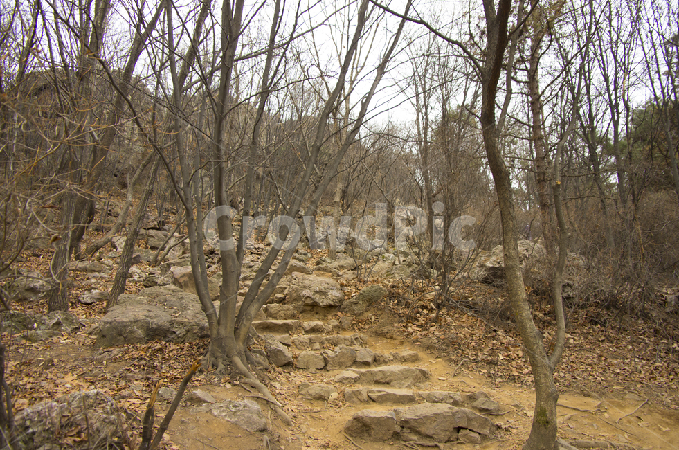 등산,겨울,나무,숲,계단,scene,view,feeling,emotion,nature,landscape,season,풍경,감정,감성,자연,계절,뷰티,tree,winter,접사,매크로,클로즈업,확대