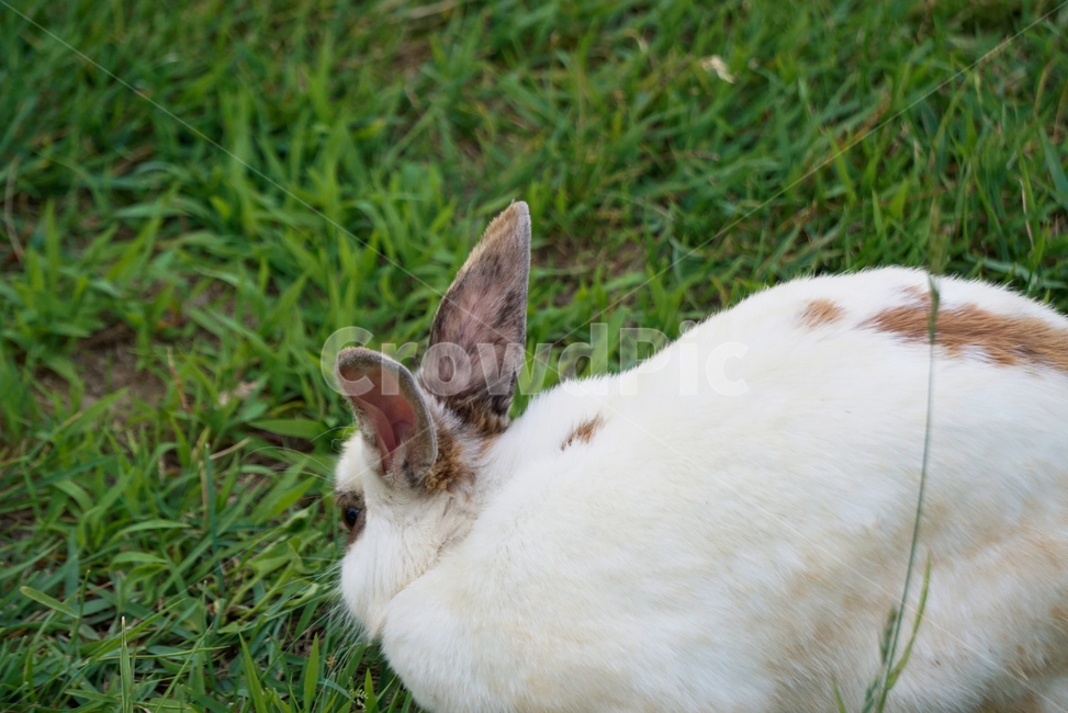 토끼,동물,야생,초식동물,포유류,자연,nature,rabbit,animal,야생동물,plant,식물,동물,animal,포유류,mammal