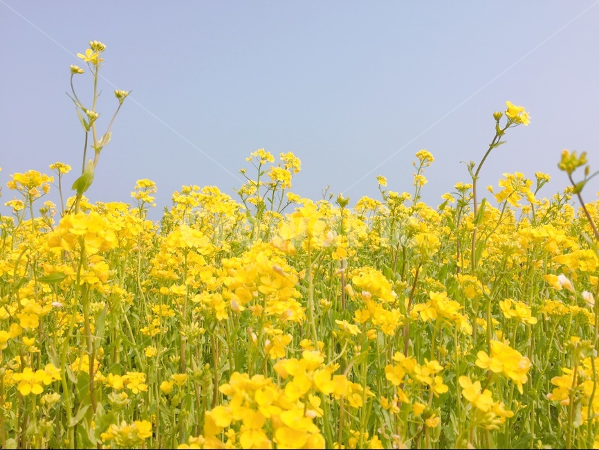 유채꽃,노란꽃,꽃밭,flower,yellowflower,유채꽃밭,파란하늘,색감,봄,계절,spring,season,식물,자연,plants,nature,꽃,flower,field,들,grassland,목초지,outdoors,옥외