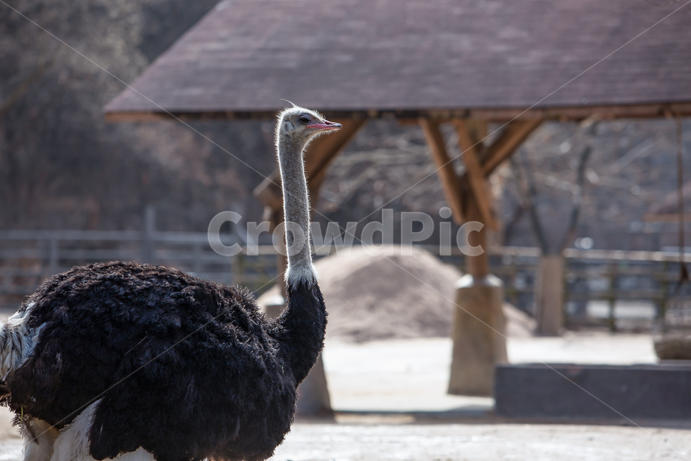 bird,animal,동물,배경,조류,타조,동물원,아프리카,무리생활,1마리,한마리,지붕,우리,울타리,머리,긴머리,몸통,새,큰새,백그라운드,동물,animal,조류,새,birds