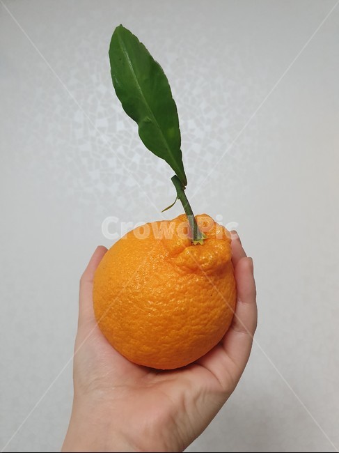 한라봉,감귤류과일,과일,식물,음식,citrusfruit,fruit,plant,food,주황색,orange