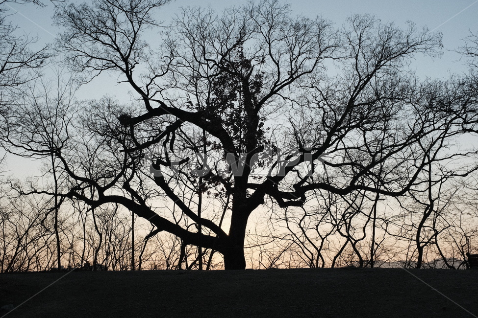 tree,나무,plant,식물,silhouette,실루엣,treetrunk,나무줄기,해질녘,노을,석양