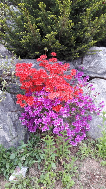 식물,꽃,빨강,분홍,나무,식물,자연,plants,nature,꽃,flower