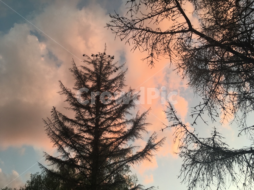하늘,풍경,핑크,tree,나무,plant,식물,abies,아비,전나무