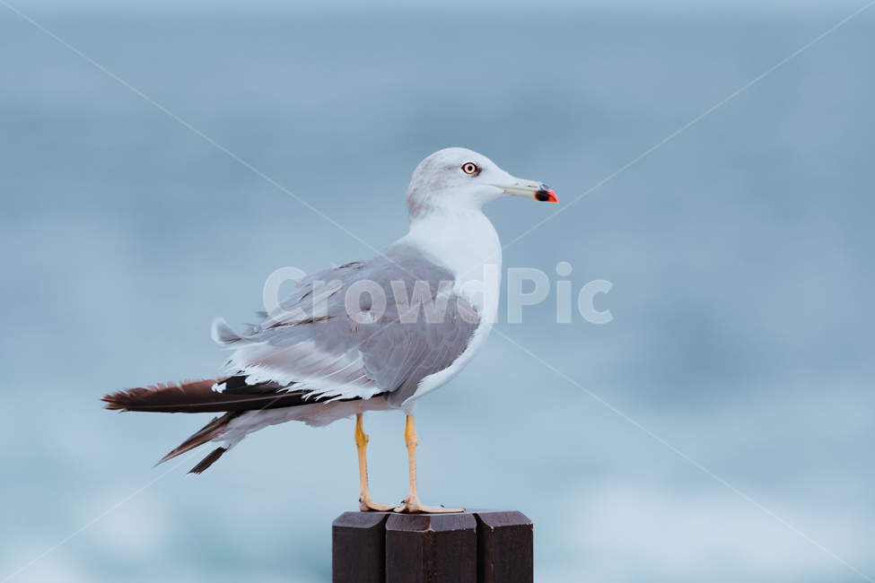 갈매기,바다,파도,괭이갈매기,조류,새,동물,animal,조류,새,birds