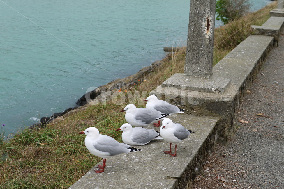 바다,갈매기무리,항구,새,갈매기,동물,animal,조류,새,birds