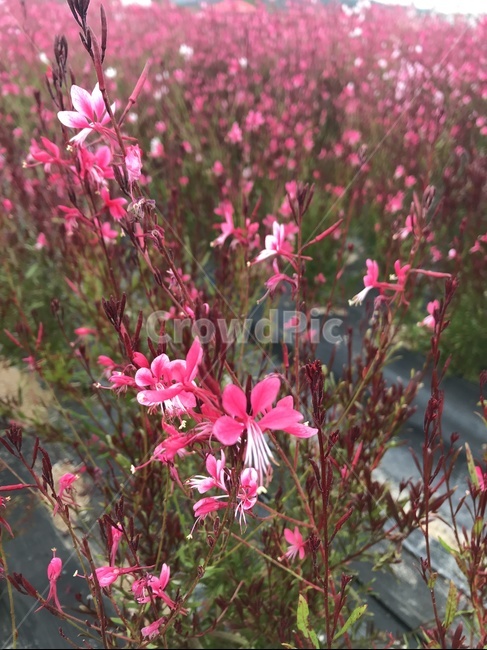 천일홍,보라색꽃,보라꽃,꽃밭,보라물결,식물,자연,plants,nature,꽃,flower