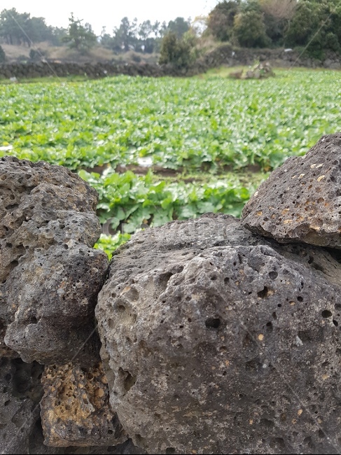 제주도,돌담,시골,풍경,밭,제주도,jeju,jeju island,ground,바닥,rock,록,rubble,파편